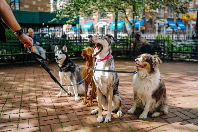 From Passion to Profit: Turning a Love for Dogs into a Business