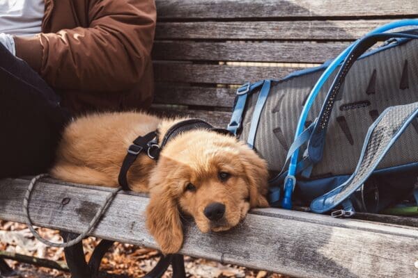 Big Hearts on the Go: Which Loving, Smart Breeds Make the Best Travel Companions