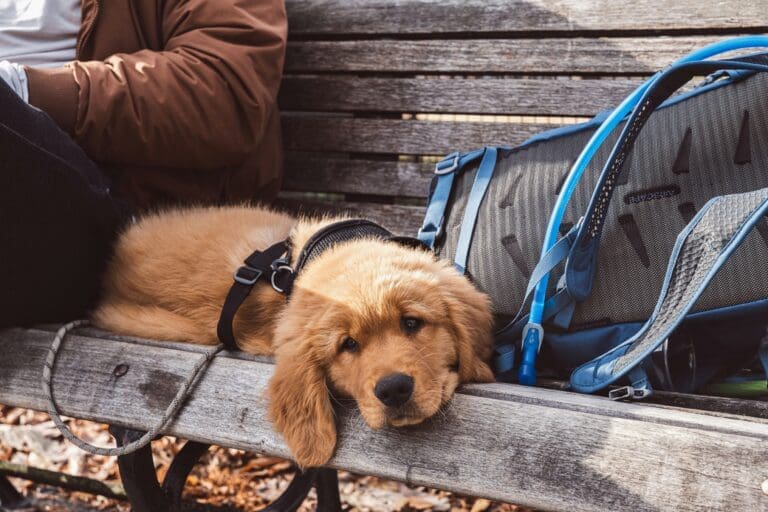 Big Hearts on the Go: Which Loving, Smart Breeds Make the Best Travel Companions