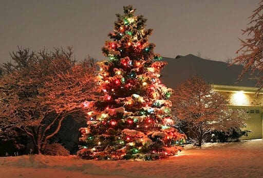 How to Light Up Tall Evergreen Trees Safely