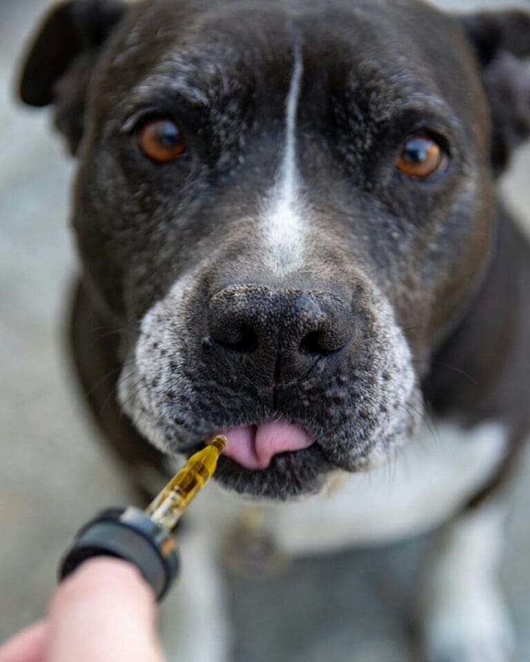A Simple Guide to Understanding CBD for Dogs and How It Works