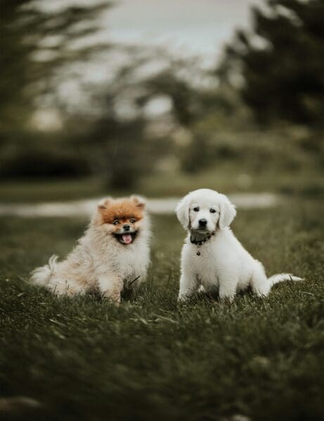 From Puppies to Seniors — Adapting Your Pet-Care Approach Through Life Stages