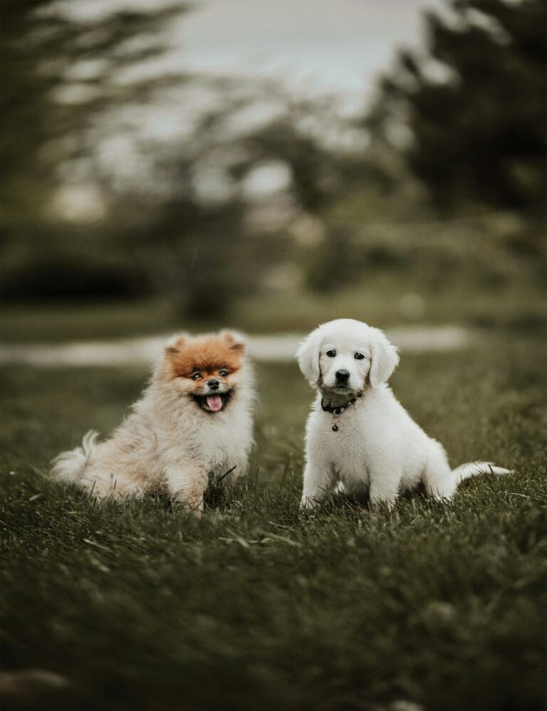 From Puppies to Seniors — Adapting Your Pet-Care Approach Through Life Stages