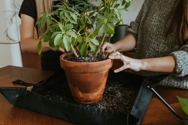 The Perfect Starter Houseplants for Denver Homeowners
