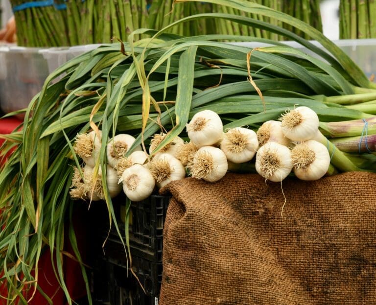 How to Choose the Right Seed Garlic for Your Climate