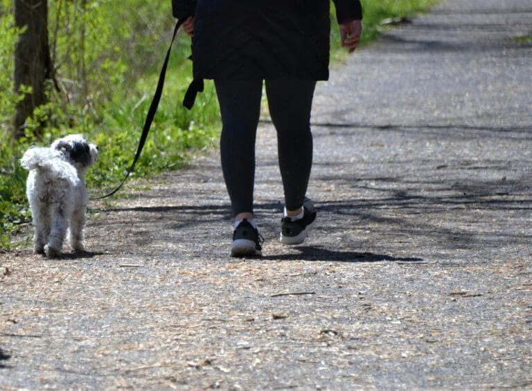Busy Schedule? Here’s How Professional Dog Walking Helps Your Pet Thrive