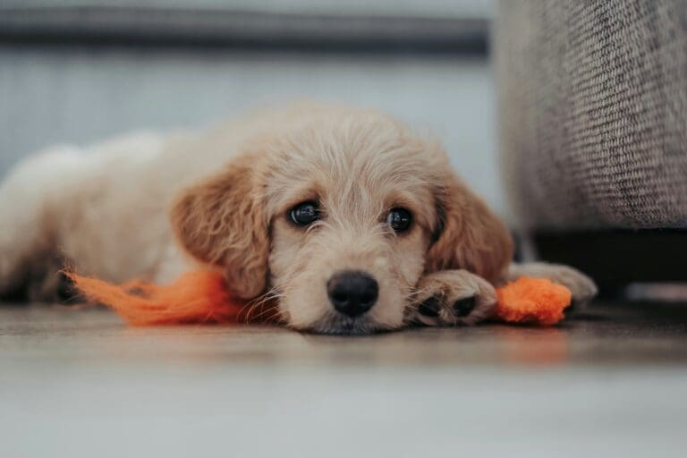 How to Choose the Right Companion Dog for Your Family
