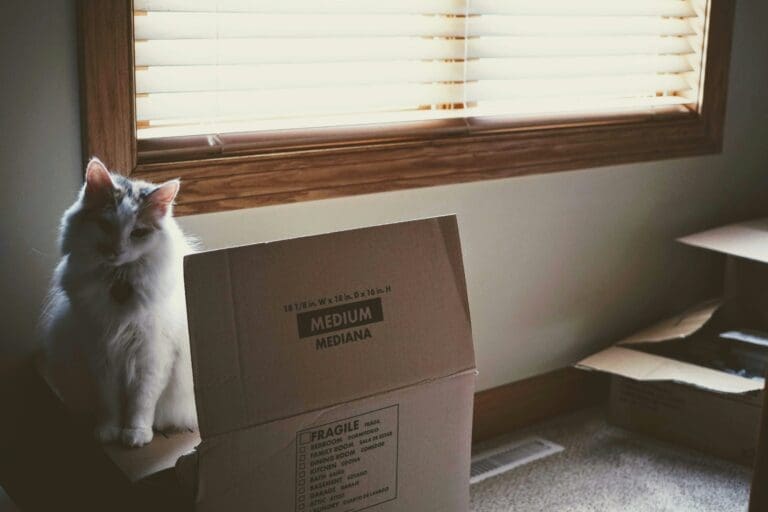 Why Moving Feels Stressful and Practical Ways to Make It Easier