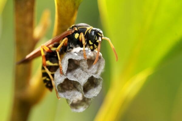 Effective Strategies for Managing Stinging Insects at Home