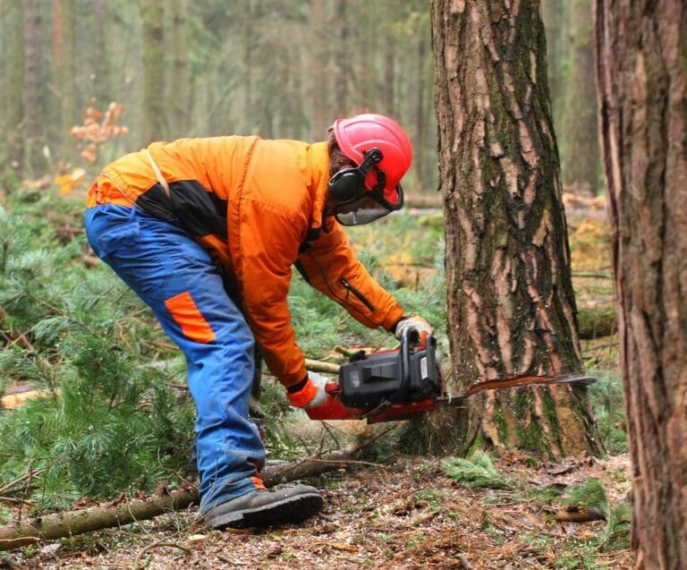 The Essential Guide to Safe and Efficient Tree Removal