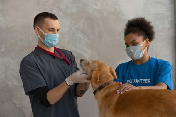 How to Tell If You’ve Found the Right Vet for Your Dog