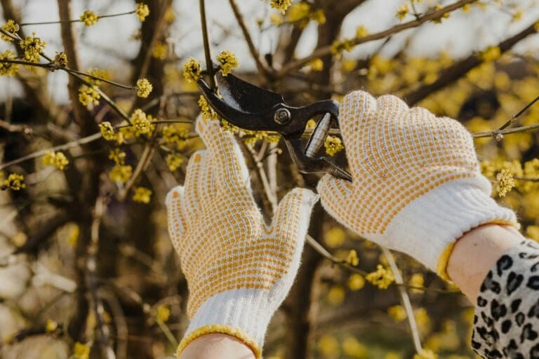 How Regular Tree Care Boosts Property Value