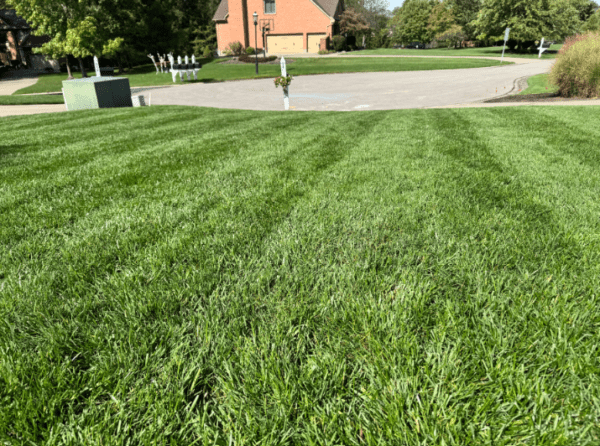 Summer Turf Dormancy vs. Damage: Northern KY Experts Reveal Diagnostic Clues