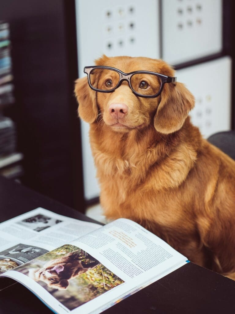 8 Tips for Keeping Your Pet Flea-Free All Year Long