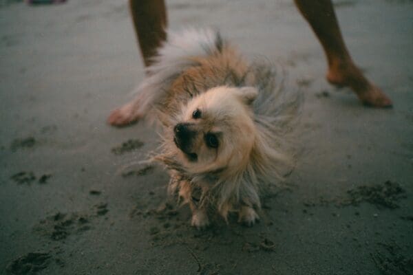 Understanding Dog Shaking and What Your Pet May Be Telling You