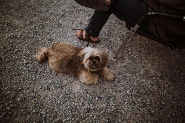 Keeping Your Pet Looking and Feeling Their Best