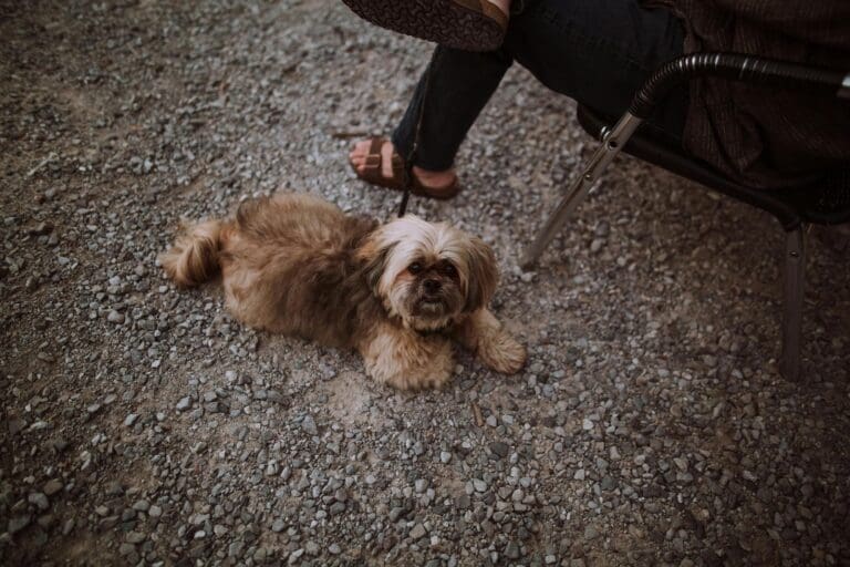 Keeping Your Pet Looking and Feeling Their Best