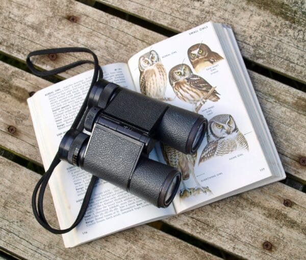 How Watching Birds Became Our Family’s Favorite Backyard Habit
