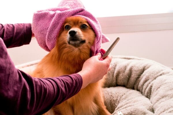 The Ultimate Guide to Professional Dog Grooming: Choosing the Right Tools for a Salon-Finish at Home