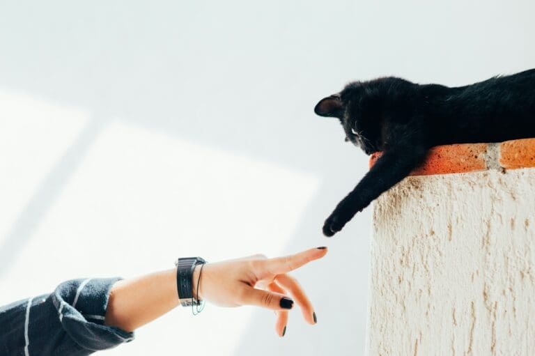Top Pet Care Tips for Every Pet Owner