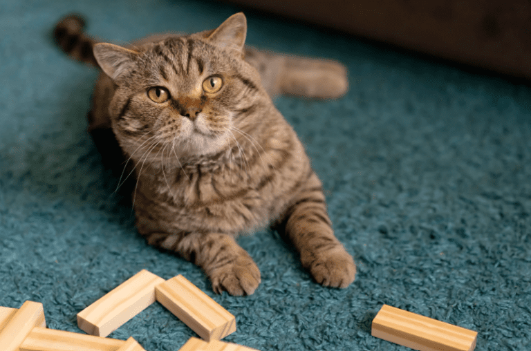 How to Prepare a Cat For Boarding: Expert Tips to Reduce Stress and Anxiety
