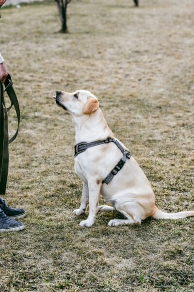 Essential Dog Training Tips for Charleston Dog Owners
