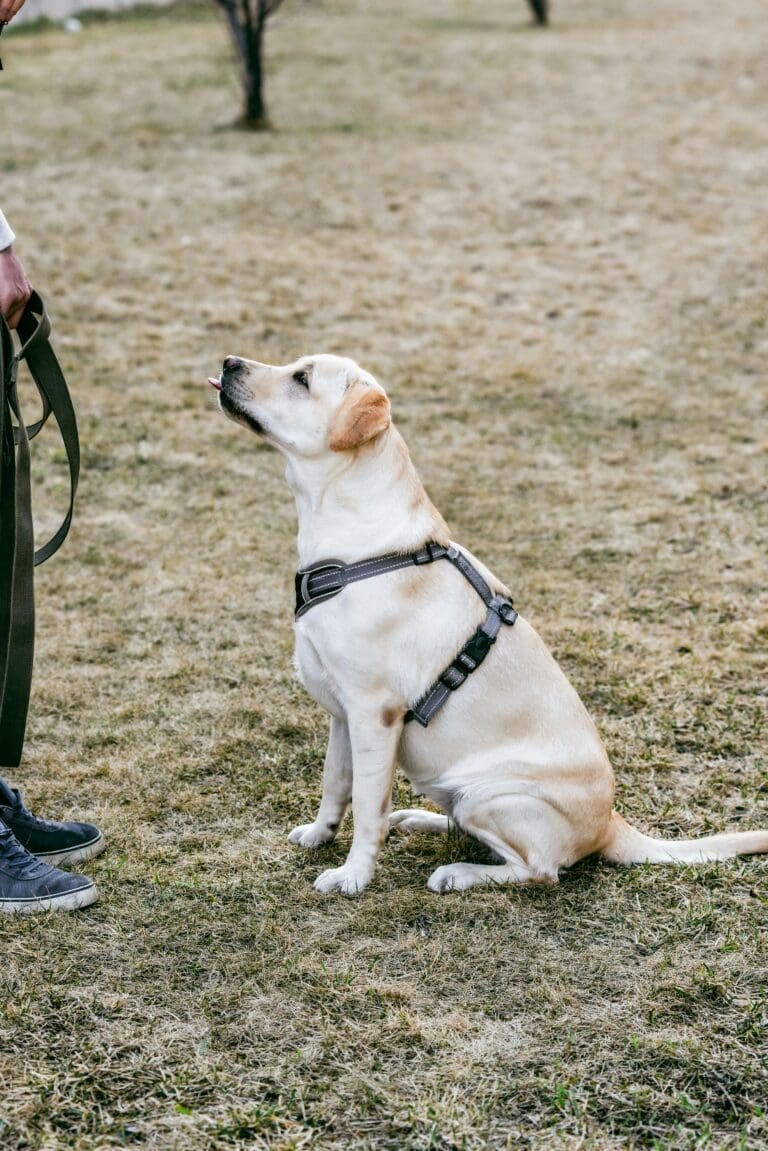 Essential Dog Training Tips for Charleston Dog Owners