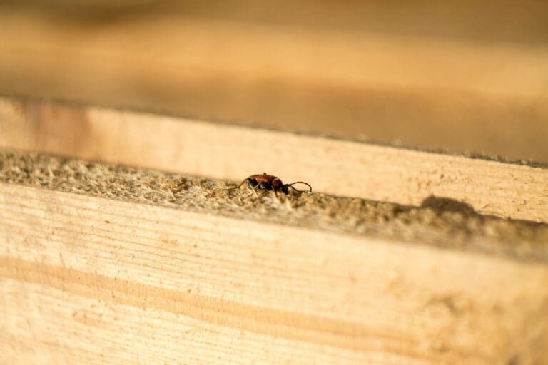 Understanding Termites: The Silent Destroyers of Homes