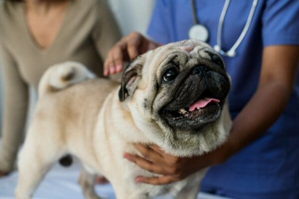 The Connection Between Animal Hospitals And Community Health