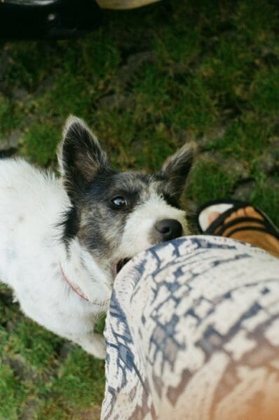 How a Dog Bite Injury Attorney Can Help With Medical Bills and Legal Claims