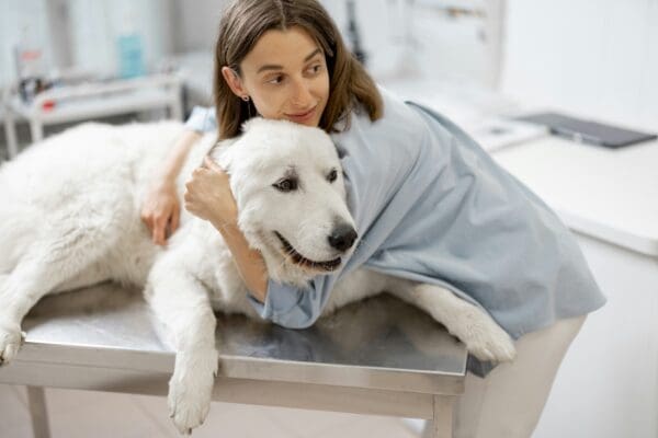 How Animal Hospitals Provide Compassionate End Of Life Care
