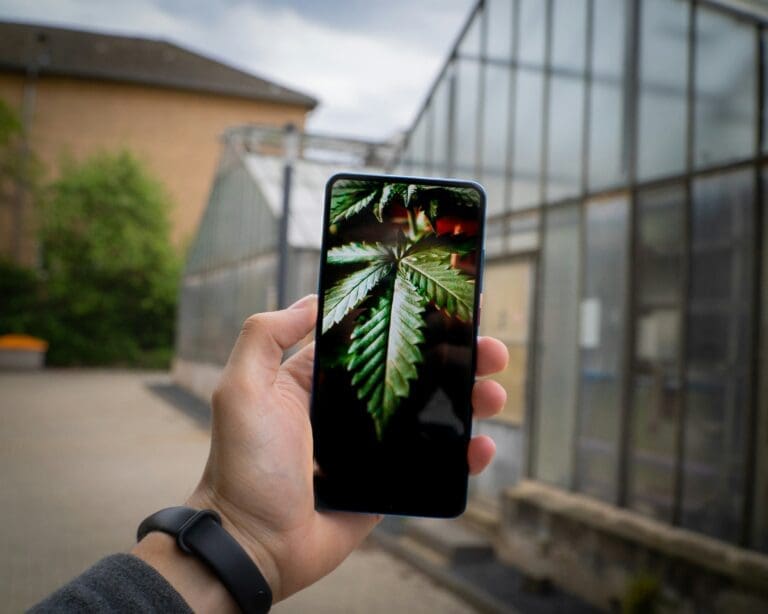 Beginner’s Guide to Growing High-Quality Cannabis