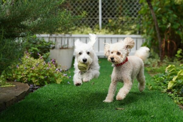 Smart Ways to Create a Safe and Beautiful Garden for Your Dog