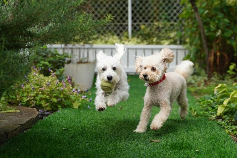 Smart Ways to Create a Safe and Beautiful Garden for Your Dog
