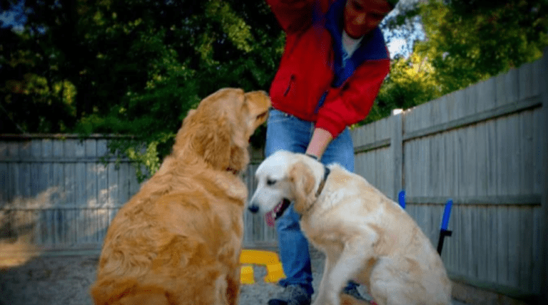 Downers Grove Dog Boarding for Small & Large Breeds: Pet Care Services Expanded