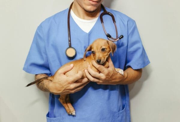 3 Essential Services Every Small Animal Veterinarian Provides
