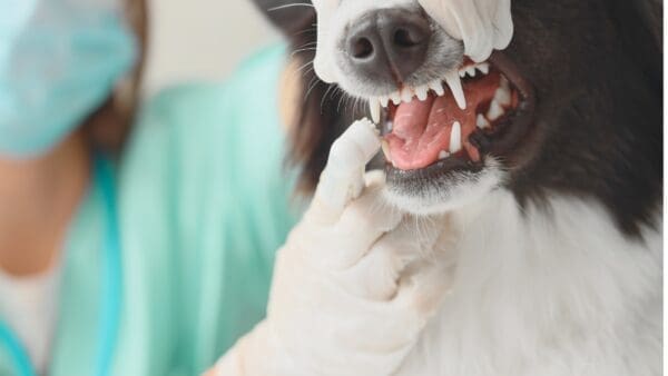 Why Dental X-Rays Are Important In Veterinary Clinics