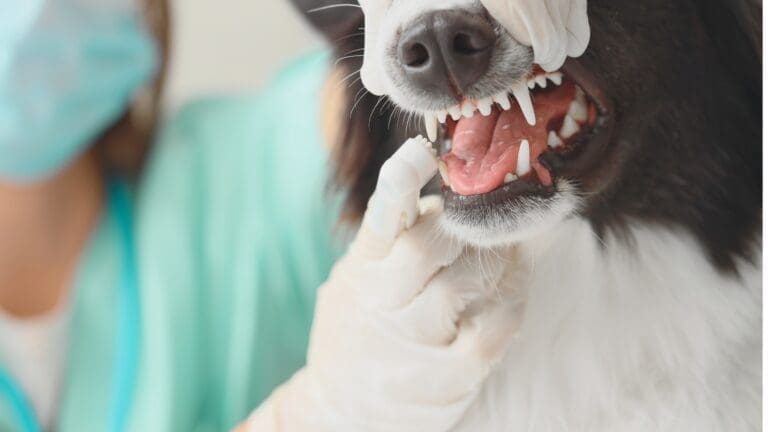 Why Dental X-Rays Are Important In Veterinary Clinics
