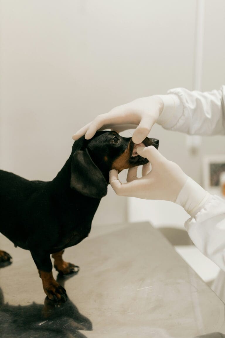 3 Signs Your Pet Needs A Veterinary Appointment Sooner Than Later