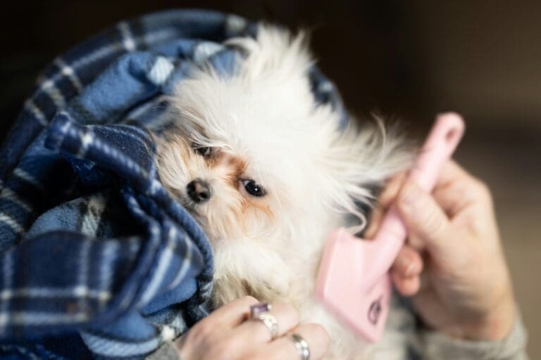The Benefits of Regular Dog Grooming for Your Pet’s Health and Happiness