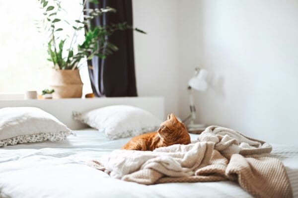 Can My Indoor Cat Really Get Sick From Skipping Vaccines And Parasite Prevention?