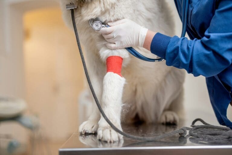 How General Veterinarians Build Trust With Families