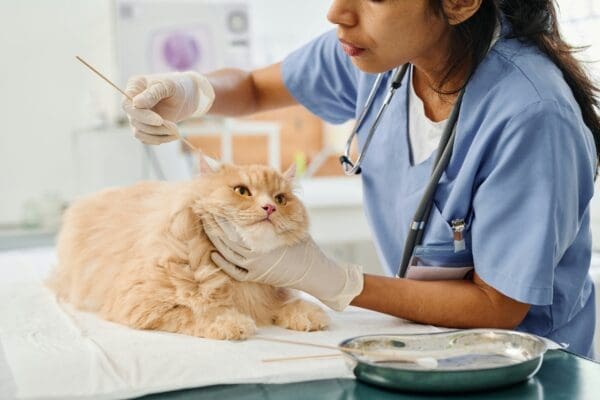 4 Key Services General Veterinarians Provide For Cats And Dogs
