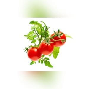 Indoor Smart Garden With Scandinavian Design & NASA Soil Tech Announced