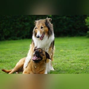Dog Boarding With Engaging Summer Activities: Pet Services Announced