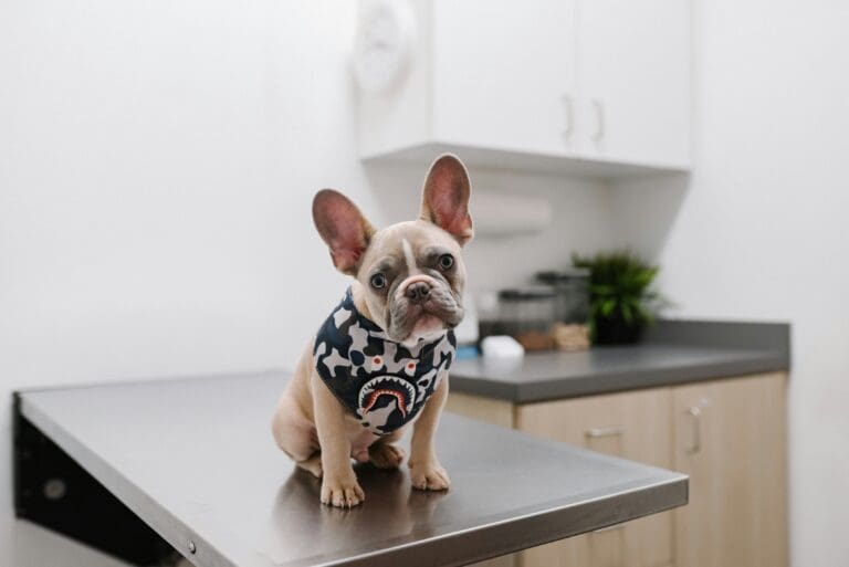5 Services That Make General Veterinarians Indispensable