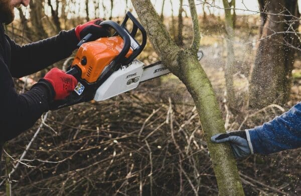 Essential Tree Trimming Tips for Residents of Fort Mill, SC