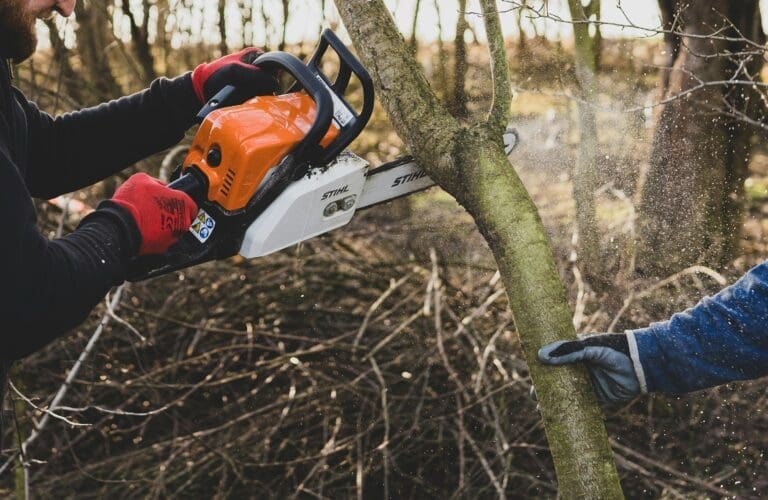 Essential Tree Trimming Tips for Residents of Fort Mill, SC