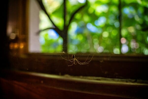 Spotting Spiders: A Homeowner’s Guide to Safety and Species in Coastal Carolina