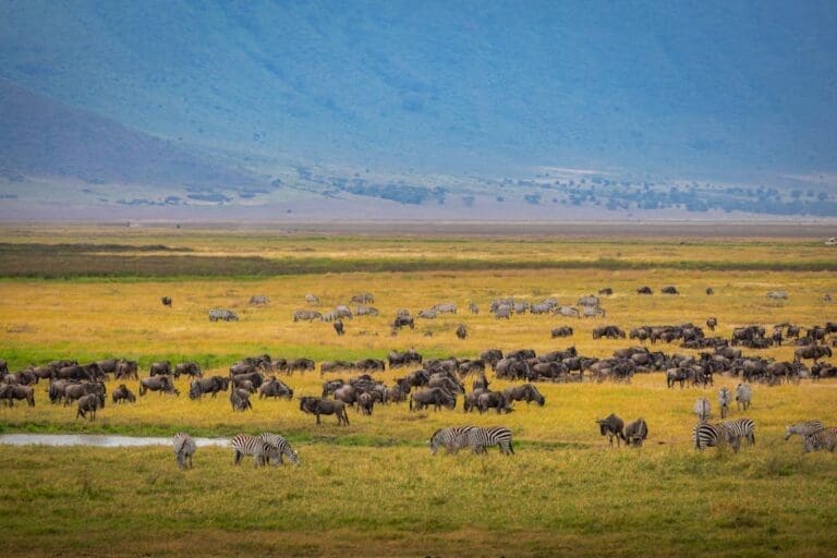 Crafting the Ultimate Safari Experience in Tanzania